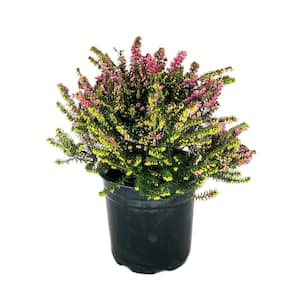 2.5 Qt. Kramer's Rote Heather Evergreen Live Shrub with Bright Pink Flowers