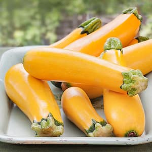 19 oz. Easy Pick Gold Zucchini Plant
