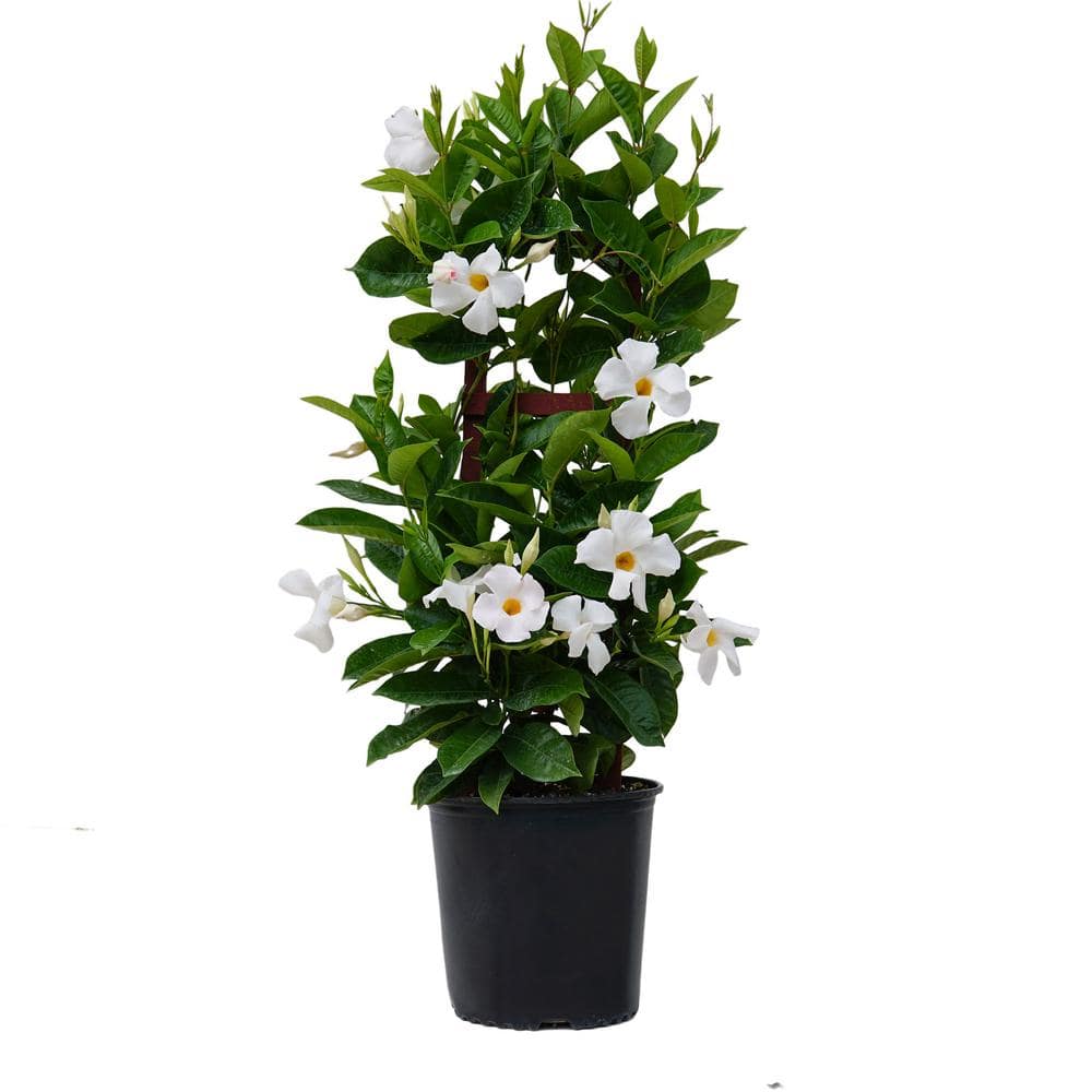 Reviews For United Nursery 9 25 Grower Pot 28 In To 30 In Tall Mandevilla Trellis Sun Parasol Giant White Live Outdoor Vining Plant 29128 The Home Depot