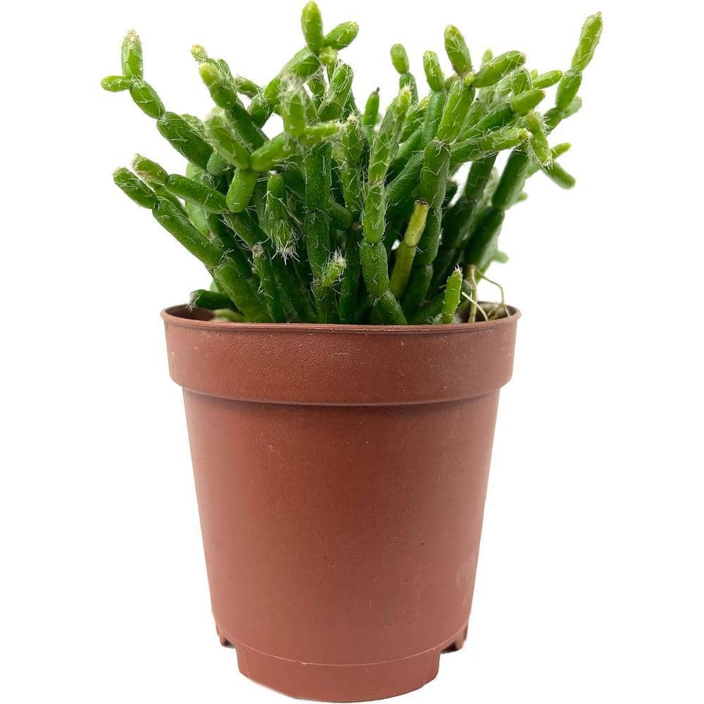 Wekiva Foliage Coral Cactus-Live Plant in a 2 in. Pot-Rice Cactus-Rhipsalis  Cereuscula-Cacti Succulent Houseplant CoralCac2x1 - The Home Depot