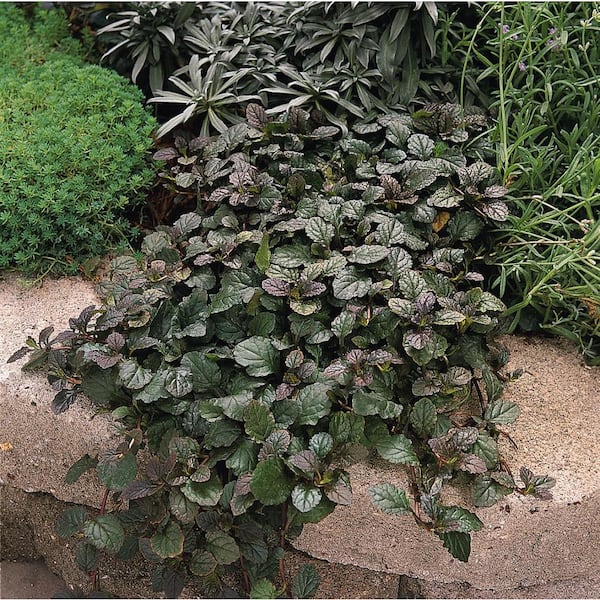 BELL NURSERY 4 in. Bugleweed (Ajuga) Live Perennial Groundcover Plant (6-Pack)