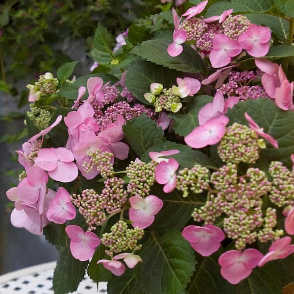 Spring Hill Nurseries Endless Summer Twist and Shout Hydrangea (4 in. Potted Plant)