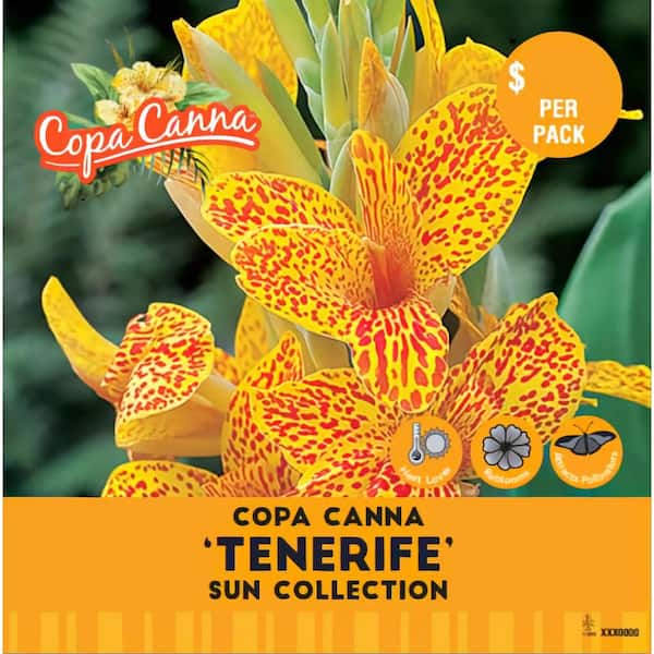 Pure Beauty Farms 5 5 In X 12 In Package Copa Canna Rhizome Tenerife In Plastic Package 3 Pack Dcpkgcannatene The Home Depot