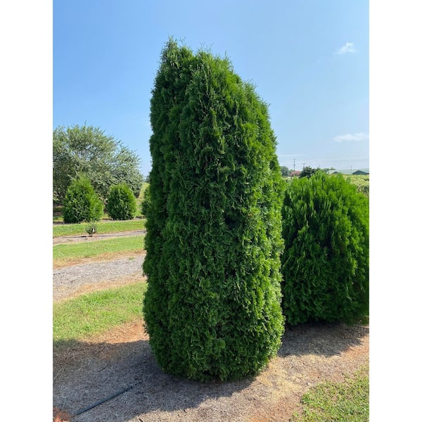 3 Gal. Tall Guy Thuja Evergreen Shrub