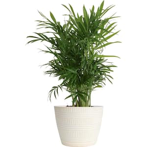 6 in. Neanthebella Palm Plant in White Pot, Avg. Shipping Height 1-2 ft. Tall