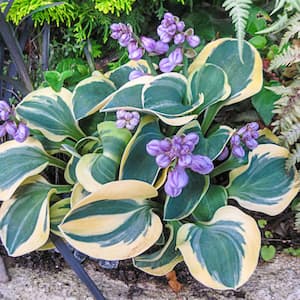Mighty Mouse Hosta Dormant Bare Root Perennial Plant Roots (3-Pack)