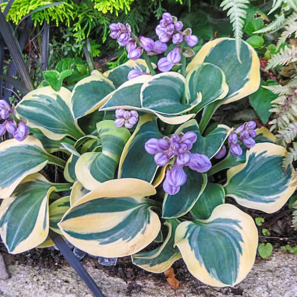 Spring Hill Nurseries Mighty Mouse Hosta Dormant Bare Root Perennial Plant Roots (3-Pack)