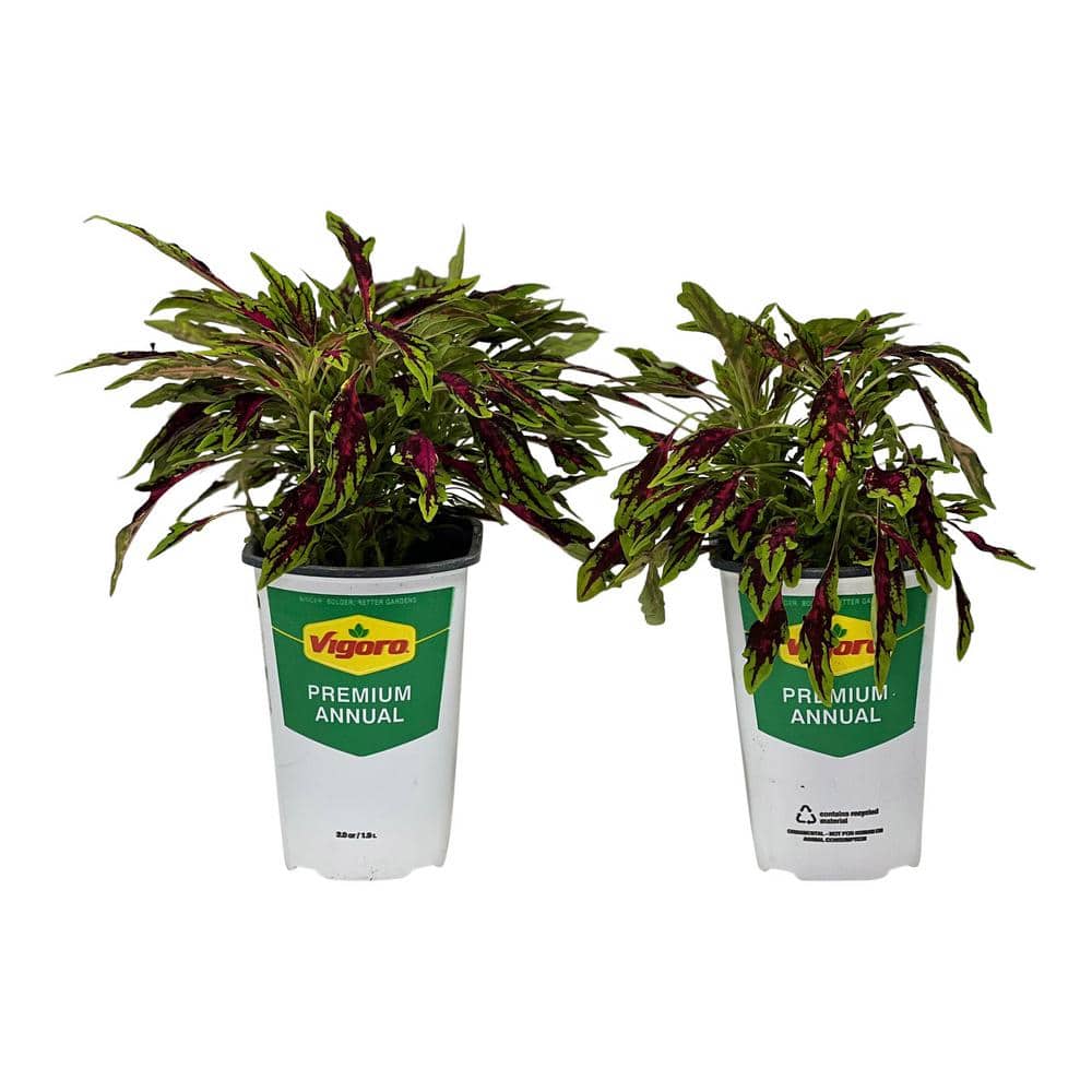 Vigoro 2.5 Qt. Vigoro Coleus Spit Fire Pink in 6.33 in. Grower's
