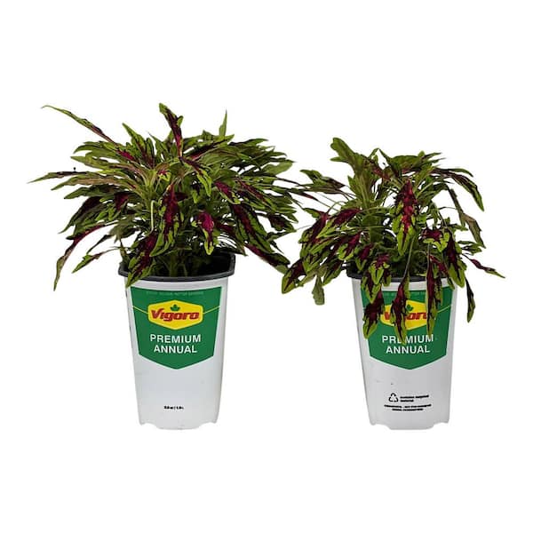 Vigoro 2.5 Qt. Vigoro Coleus Spit Fire Pink  in 6.33 in. Grower's Pot (2-Plants)