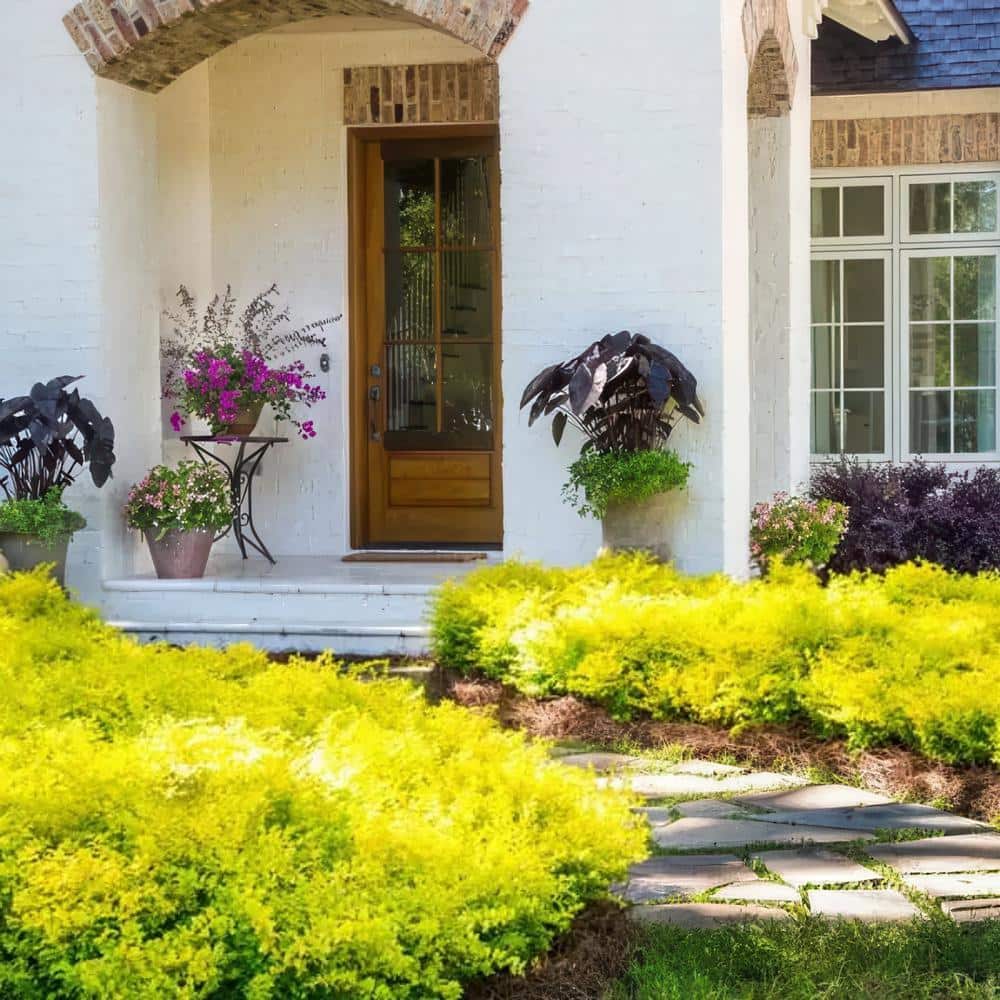 3 Gallon Sunshine Ligustrum Chartreuse Shrub