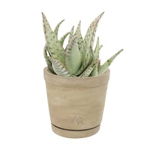 Altman Reserve 6 in. Candy Cane Aloe Succulent Plant (Aloe Candy Cane PPAF) in Cement Pot
