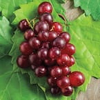 4 in. Pot, RazzMatazz Muscadine Grape (Vitis), Live Deciduous Plant, Seedless Grape Vine (1-Pack)