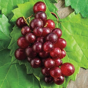 4 in. Pot, RazzMatazz Muscadine Grape (Vitis), Live Deciduous Plant, Seedless Grape Vine (1-Pack)