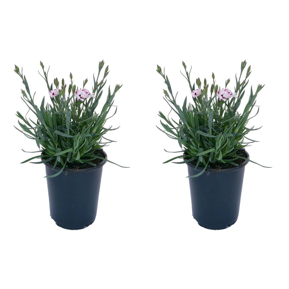 エンザイン フローラ Unbranded. 2.5 QT Dianthus 'Everlast Cherry Swirl' Perennial Plant