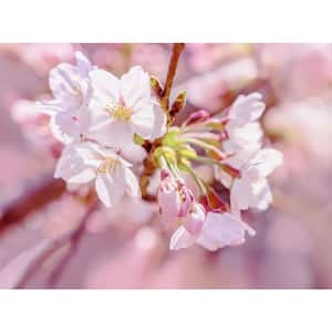 72.4 in. x 97.6 in. Pink Blossom Wall Mural