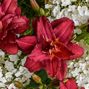 Pardon Me Double Reblooming Daylily (Hemerocallis), Live Bareroot Perennial with Red Flowers (1-Pack)