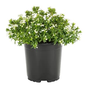 2 QT. Snowsurfer Candytuft Plant with White Flowers