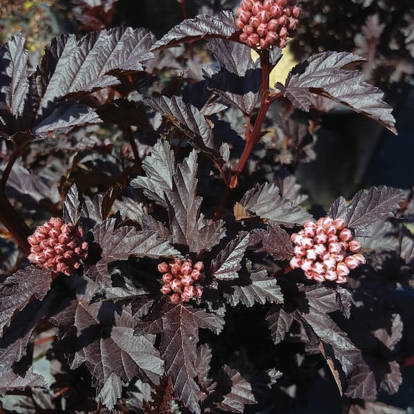 Jumbo Pint Panther Ninebark (Physocarpus) Live Shrub, Pink Flowers