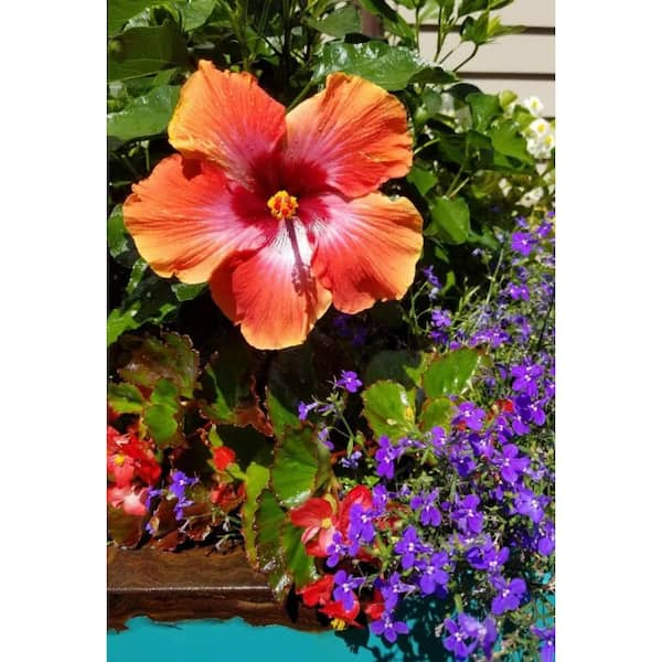 Hibiscus: Tropical Gems of the Garden - Dengarden