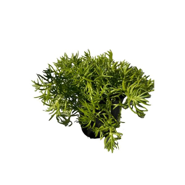 Unbranded Live Sedum Lemon Ball Succulent Plant in Pots (5-Pack)