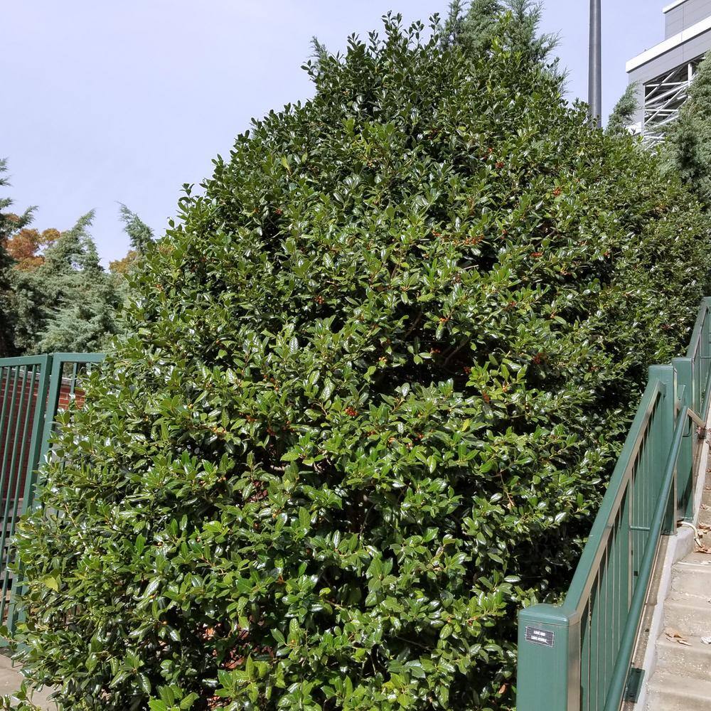 Dwarf Burford 2.25 Gallon Evergreen Holly Shrub