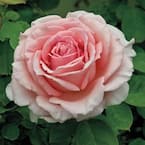 Gardens Alive! Pearly Gates Climbing Rose, Live Dormant Bare