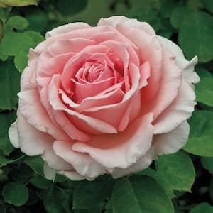 Pearly Gates Climbing Rose, Live Dormant Bare Root Plant, (1-Pack)