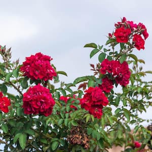 Don Juan Climbing Rose, Dormant Bare Root Plant, Red Color Flowers (1-Pack)