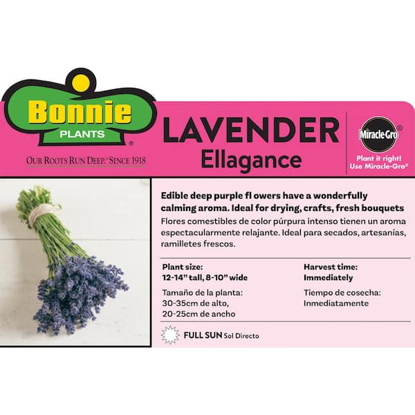Bonnie Plants 19 oz. Lavender, Live Plant, 2-Pack
