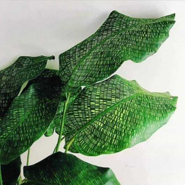 Wekiva Foliage Calathea Musaica Network Prayer Plant-Live Plant in a 4 in.  Pot-Calathea Musaica-Beautiful Elegant Houseplants CalMusNe1x4 - The Home  Depot