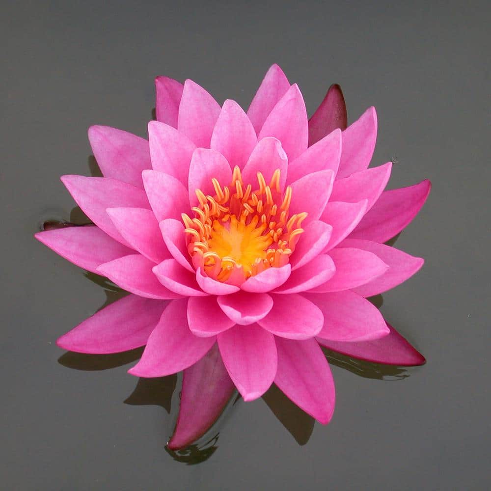 Van Zyverden Premium Series Water Lily Mayla Kit 626 The Home Depot