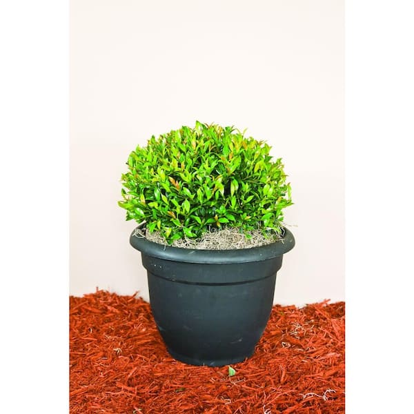 7.57 l Eugenia Shrub Globulus Globe 118-513 - The Home Depot