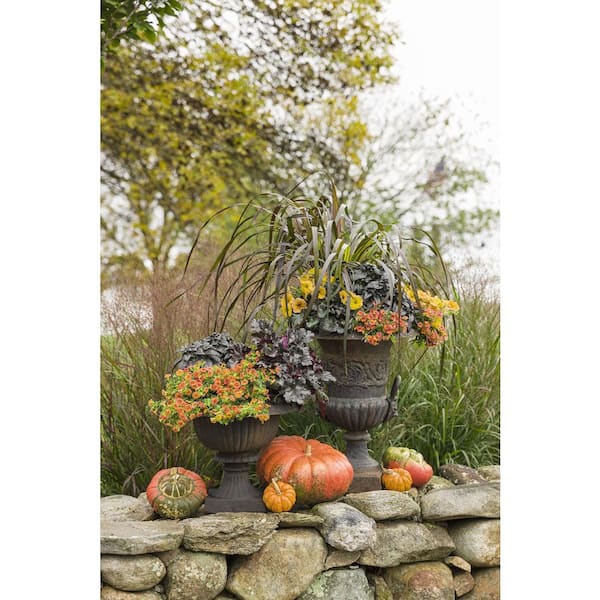 PROVEN WINNERS 4.25 in. Eco+Grande Sunsatia Blood Orange (Nemesia