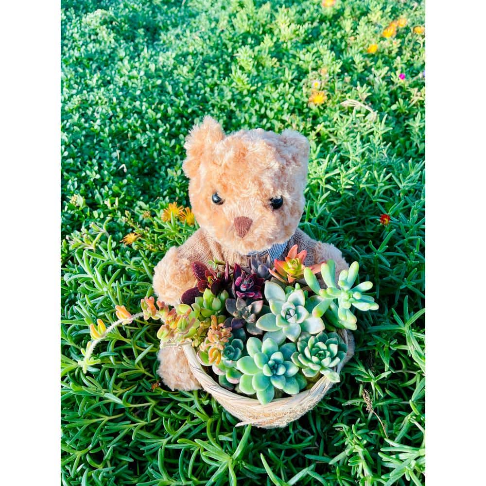 Succulent Plants Collection Flowers with Small Bear Flower Basket (1-Pack)
