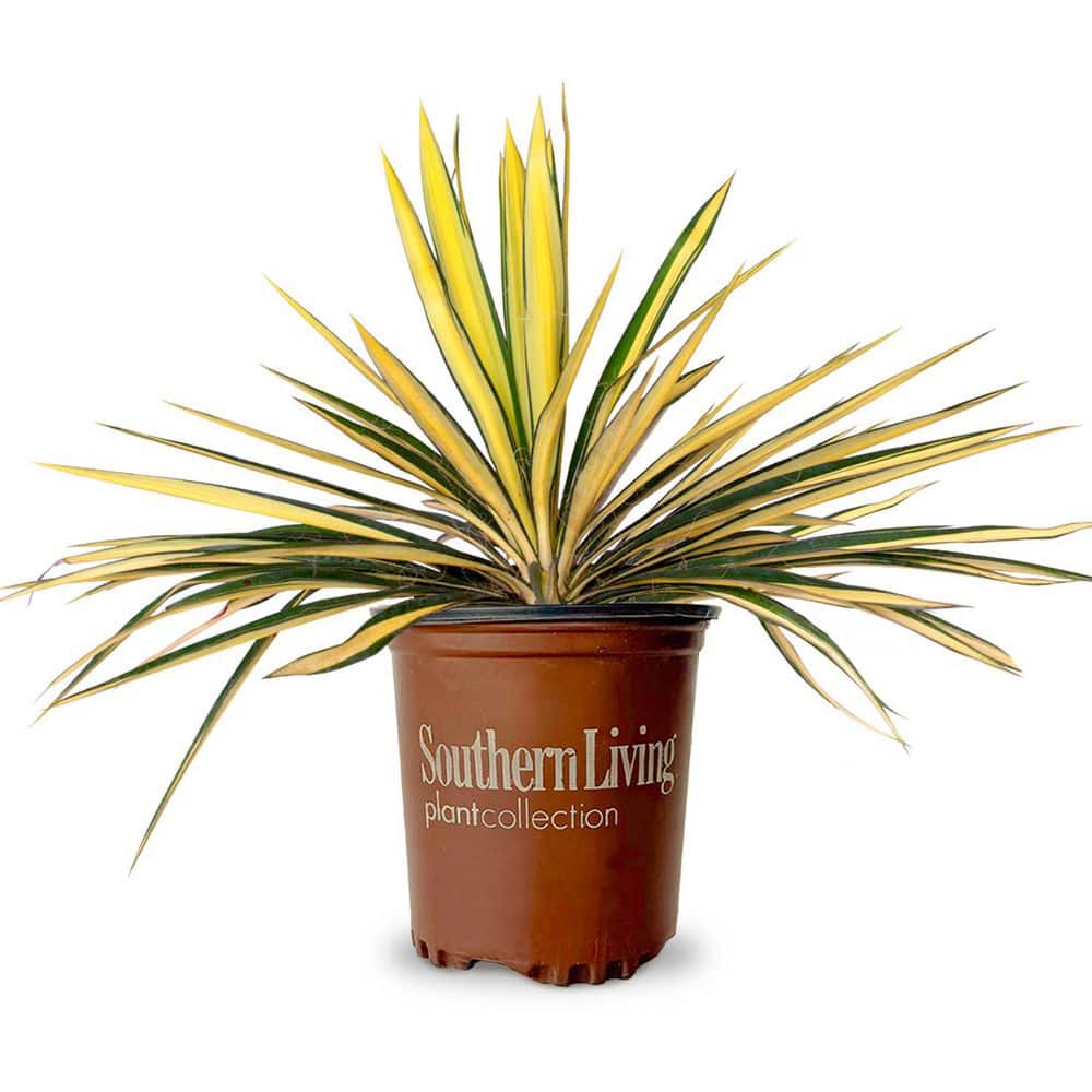Have a question about SOUTHERN LIVING 1.5 Gal. Color Guard Yucca