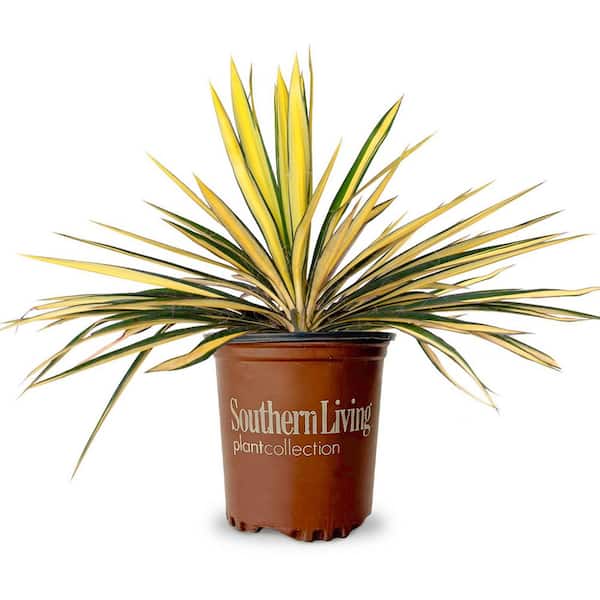 1.5 Gal. Color Guard Yucca (Adam's Needle) with Variegated Creamy White and Dark Green Foliage