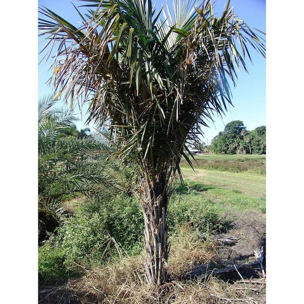 Wekiva Foliage Coco Queen Palm-Live Plant in a 4 in. Growers Pot-Syagrus Schizophylla x Romanzoffiana-Rare Ornamental Palm Tree
