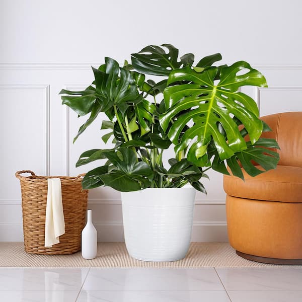pothos skeleton key Skeleton Key Pothos  Pots For Plants
