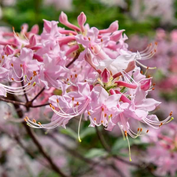 national PLANT NETWORK 3 gal. Native Azalea Varnadoes Pink Phlox