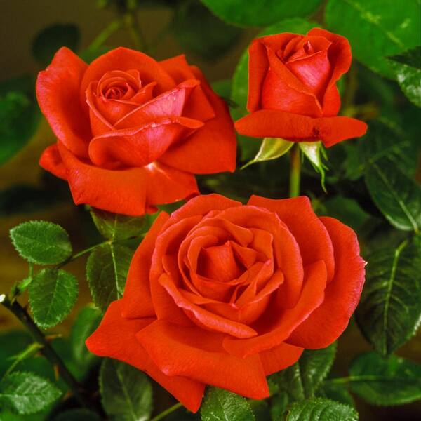 Tropicana Hybrid Tea Rose 1 gal Orange  Bush Plants Shrub Plant Fine Roses