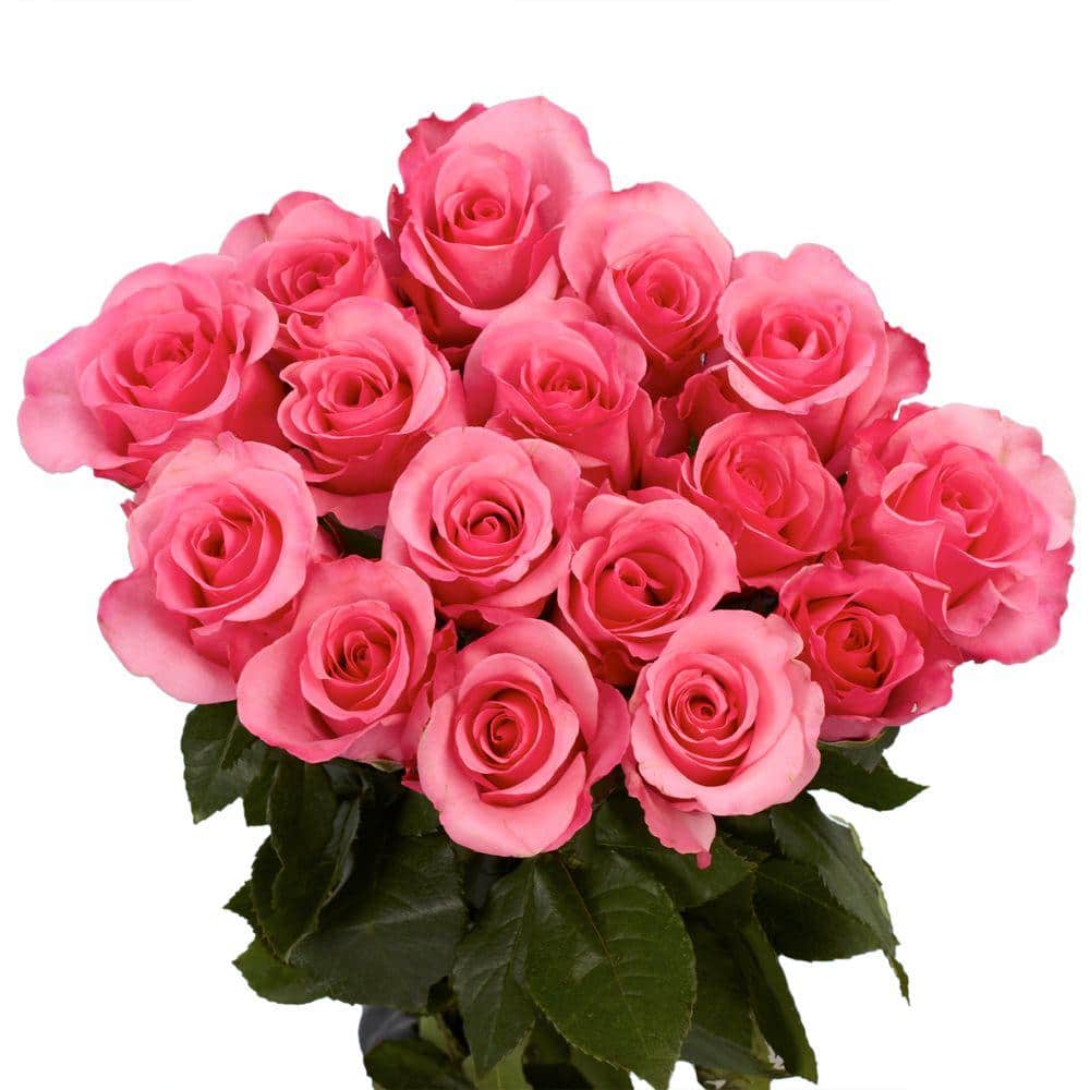 Globalrose 100 Pink Roses Fresh Flower Delivery pink-roses-assorted-100 -  The Home Depot