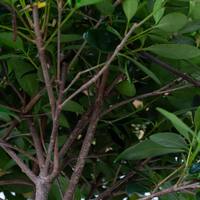 SOUTHERN LIVING 3 Gal. Bigfoot Cleyera - Live Fast Growing Evergreen Shrub, Glossy Foliage 55073