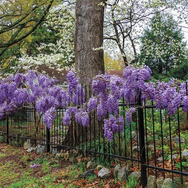 wisteria silk Dusty Blue Silk Wisteria Vines 42"