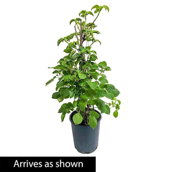 DIRECT GARDENING 1 Gal. Pot, Petiolaris White Flowerng Climbing