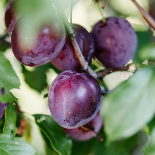 Alder & Oak #5 Container Satsuma Plum Tree