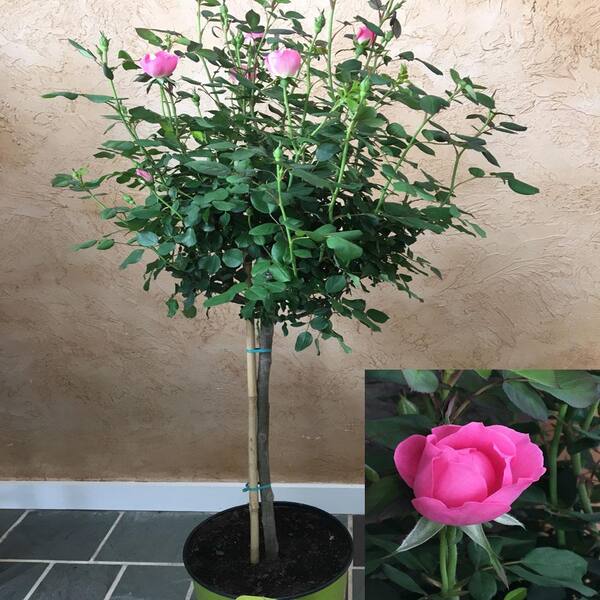 OnlinePlantCenter 3 Gal. 3 ft. tall Tree Form Double Pink KnockOut Rose