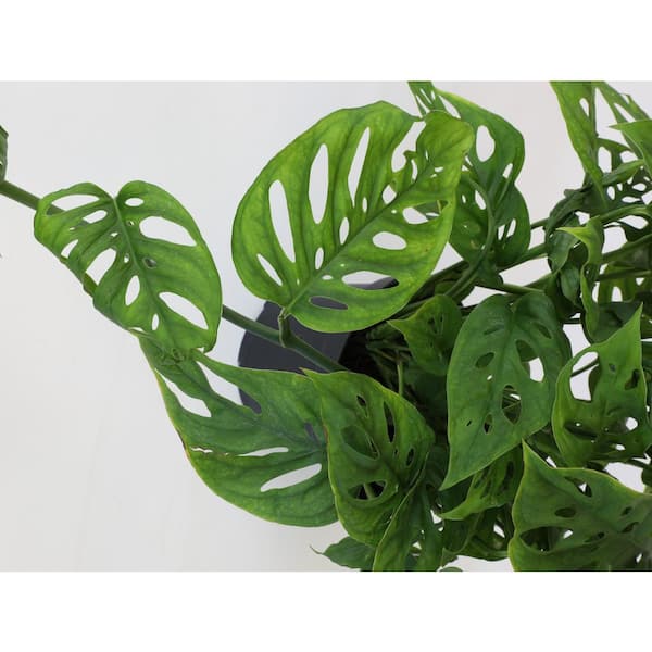 ALTMAN PLANTS 6 in. Monstera Swiss Cheese Houseplant Hanging Basket 0872670  - The Home Depot