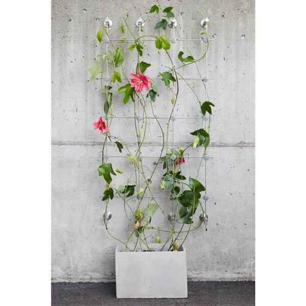 Jakob GreenKit Three 80 Stainless Steel Trellis GreenKit - Main Image