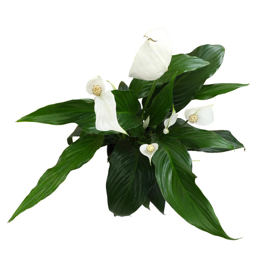 48-Inch White Peace Lily in Black Plastic Planter