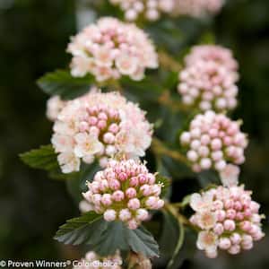 4.5 in. qt. Tiny Wine ColorChoice Ninebark (Physocarpus opulifolious) Live Plant, Pink Flowers